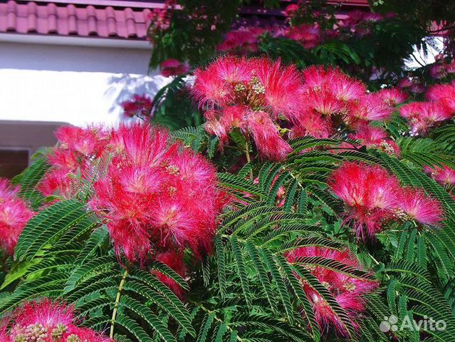 Акация Ленкоранская