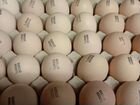 Инкубационное яйцо бройлеров объявление продам