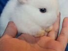 Крольчата Гермелины объявление продам