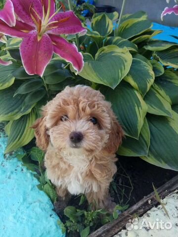 Мальтипу кофе с молоком