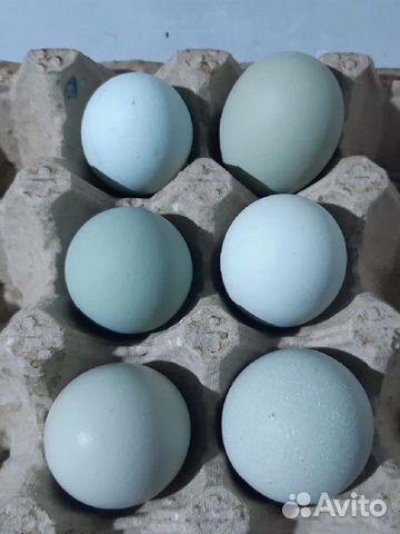 Голубое инкубационное яйцо