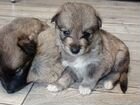 Продам щенков западно сибирской лайки объявление продам