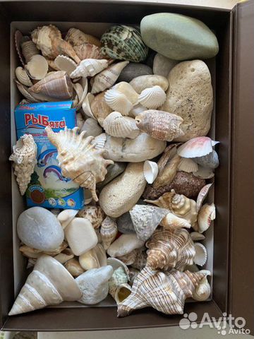 Морские ракушки раковины