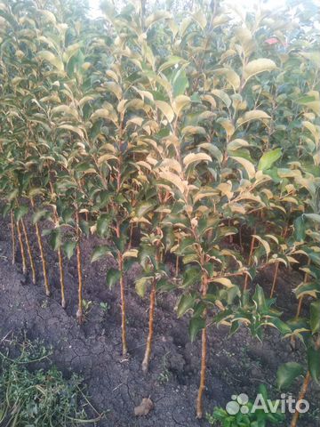 Саженцы плодовых деревьев