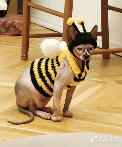 Одежда для сфинкса/ одежда для котов