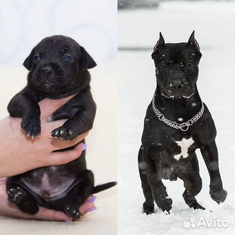 Питбуль кобель вязка (случка)