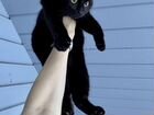 Черный и бежевый котята (мальчики) в добрые руки объявление продам