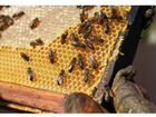 Пчелиные семья объявление продам
