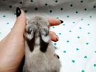 Кролики декоративные карликовые малыши на бронь объявление продам