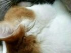 Манчкин (кошка крошка на коротких лапках)