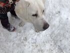Найдена Собака лабрадор