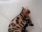 Бенгальский котенок