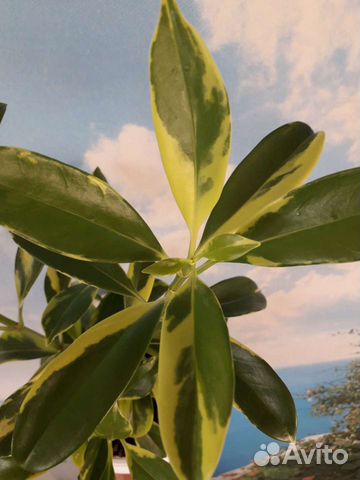 Фагрея вариегатная (экзот)