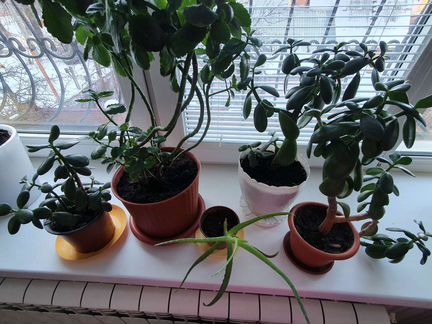 Толстянка, каланхоэ, монстера, алоэ, драцена