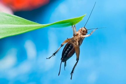 Сверчки, тараканы, зофобас и др