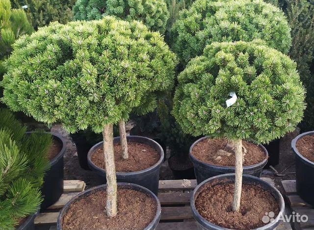 Сосна горная на штамбе