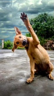 Работница по уходу за животными