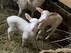 Молочная порода овец (ост-фризы) объявление продам