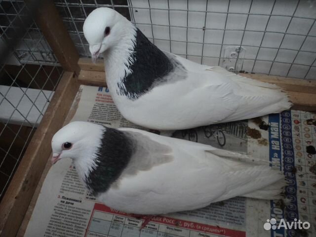 Пермские высоколетные гривуны