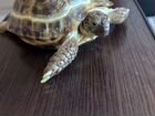 Черепаха с уф лампой сухопутная объявление продам