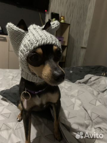 Шапка для собак маленьких пород