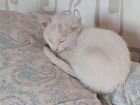 Сибирская кошка бесплатно