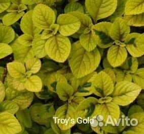 Плектрантус, Оксалис, Мята