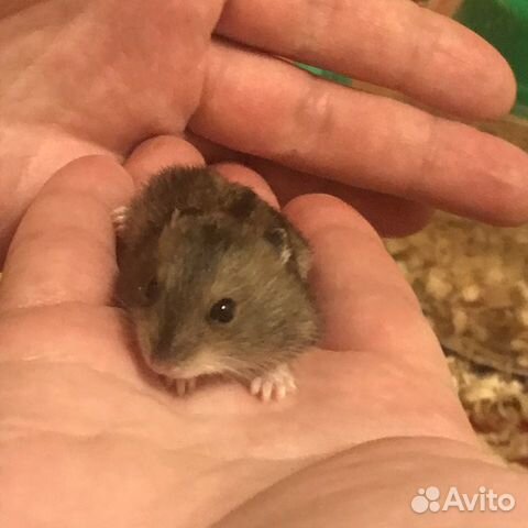 Джунгарские хомячки