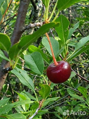 Вишня скрещеная с черешней (саженцы)