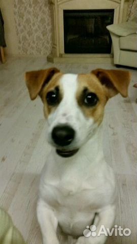 Вязка Кобель Джек Рассел