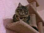 Вязка сибирская кошка