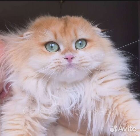 Шотландские вислоухие кошечки