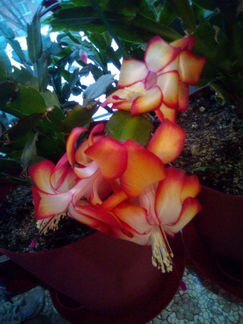 Шлюмбергера Samba Brasil, Dark Eva