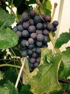 Черенки(чубуки),саженцы виноград агат донской