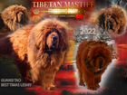 Тибетский мастиф щенки китай