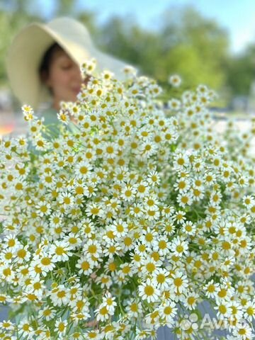 Ромашка цветы с доставкой