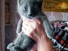 Русская голубая котёнок объявление продам