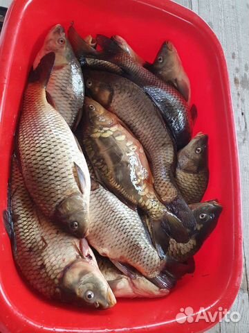 Свежая рыба