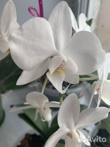 Орхидея