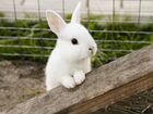 Кролики декоративные/карликовые объявление продам