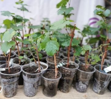 Саженцы винограда