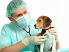 Ветеринарные услуги