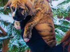 Мраморно - тигровый щенок питбуль объявление продам