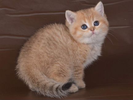 Клубный британец золотая шиншилла