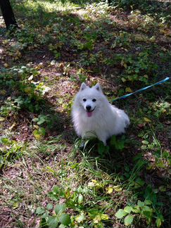 Японский шпиц вязка