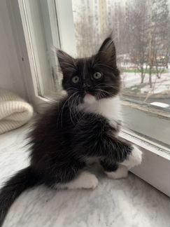 Кошечка 2месяца,метисочка с ангельским характером