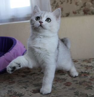 Британская девочка серебристая шиншилла