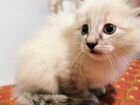 Котенок от белого пуховика и нежной ласковой кошки