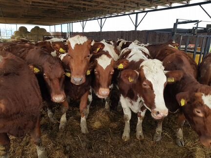 Молоко и продукция от Айрширских коров - доставка