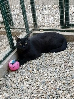 Чаузи ф1 черные котята